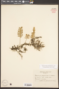 Pleopeltis polypodioides image