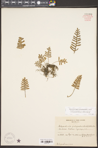 Pleopeltis polypodioides subsp. michauxiana image