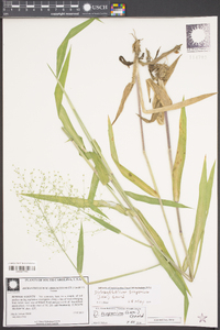 Dichanthelium scoparium image