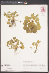 Ranunculus parviflorus image