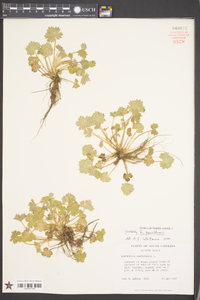 Ranunculus parviflorus image