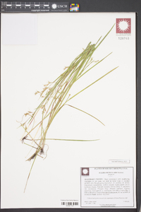 Scleria reticularis image