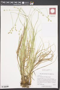 Carex reniformis image