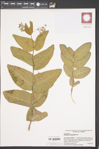 Asclepias humistrata image