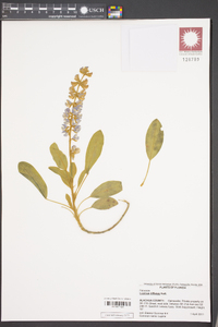 Lupinus diffusus image