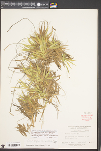 Dichanthelium strigosum var. leucoblepharis image