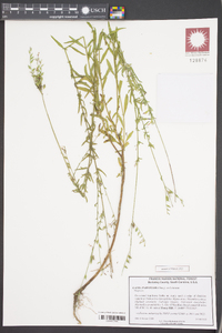 Oenothera curtiflora image