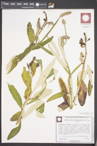 Pterocaulon pycnostachyum image