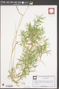 Dichanthelium dichotomum subsp. microcarpon image