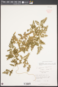 Lygodium japonicum image