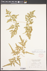 Lygodium japonicum image