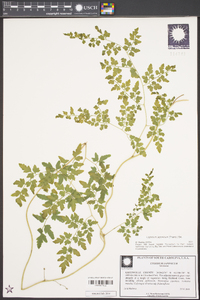 Lygodium japonicum image