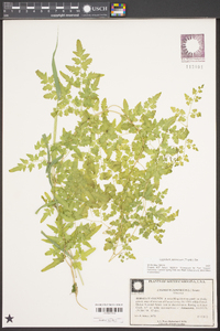 Lygodium japonicum image