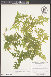 Lygodium japonicum image