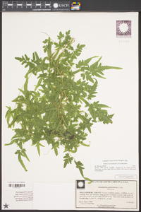 Lygodium japonicum image