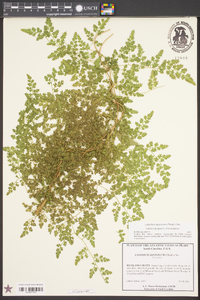 Lygodium japonicum image
