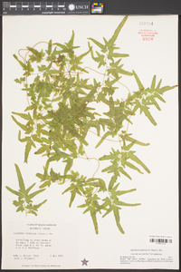 Lygodium japonicum image