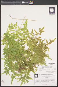 Lygodium japonicum image