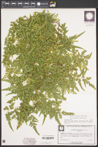 Lygodium japonicum image