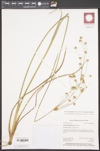 Juncus megacephalus image