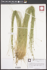 Eleocharis tortilis image