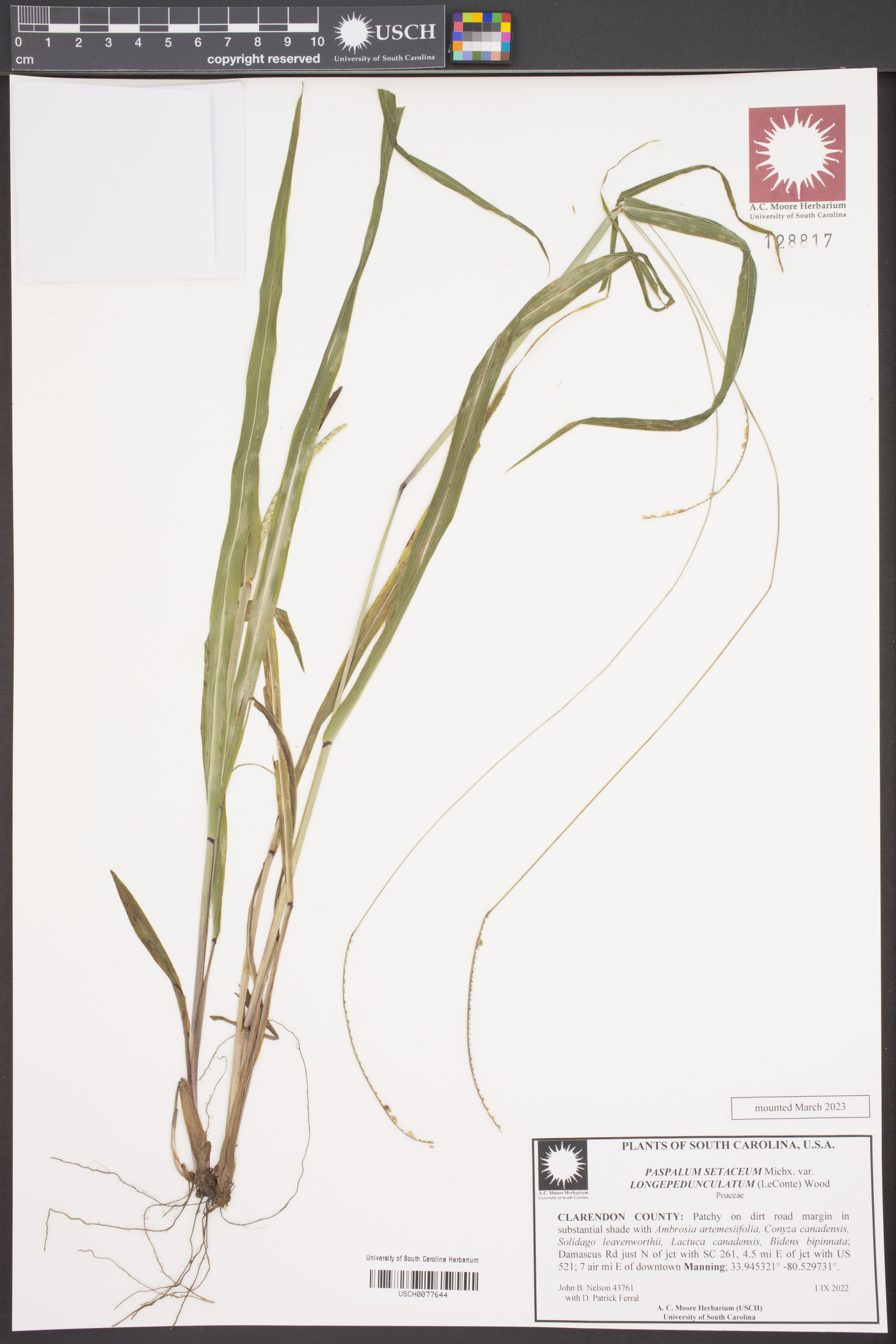 Paspalum setaceum var. longepedunculatum image