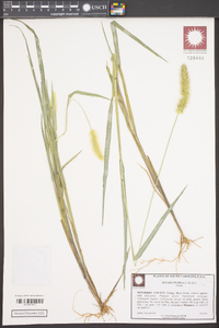 Setaria pumila image