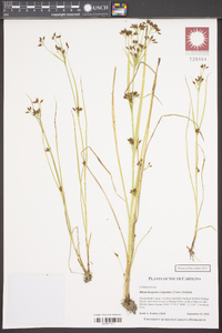 Rhynchospora scirpoides image