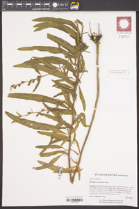 Oenothera riparia image