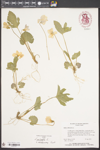 Viola palmata image