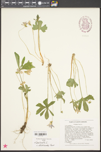 Viola palmata image