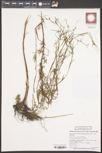 Ludwigia linearis var. puberula image