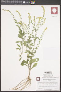 Solidago brachyphylla image