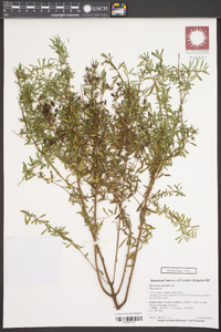 Hypericum galioides image