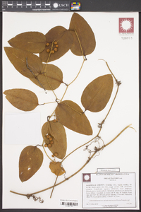 Smilax walteri image