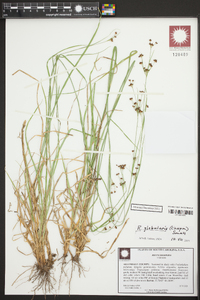 Rhynchospora globularis image