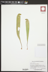 Sarracenia minor var. minor image