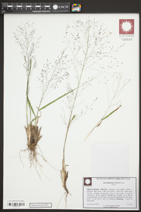 Eragrostis lugens image