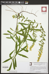 Solidago leavenworthii image