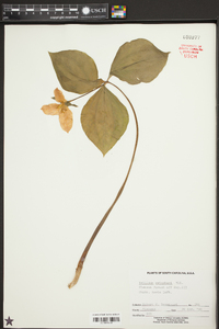 Trillium catesbaei image