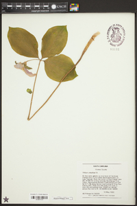 Trillium catesbaei image