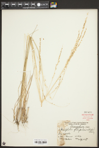 Sphenopholis filiformis image