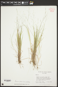 Panicum flexile image