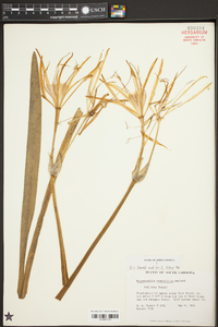 Hymenocallis crassifolia image