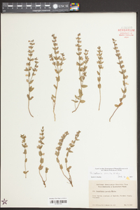 Scutellaria parvula image