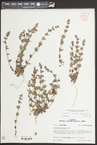 Scutellaria parvula var. australis image