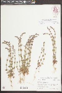 Scutellaria parvula image