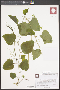 Smilax walteri image