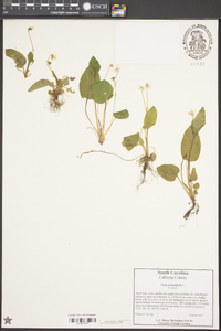 Viola primulifolia image