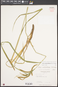 Carex mitchelliana image